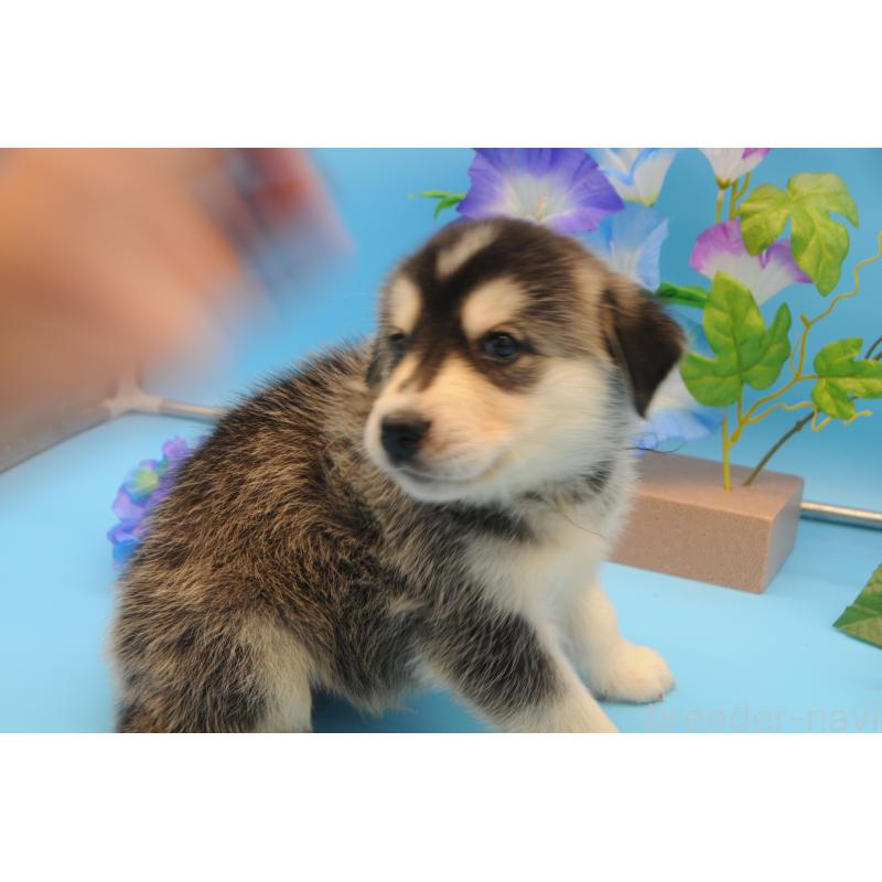 販売中の岡山県のミックス犬-399894の3枚目